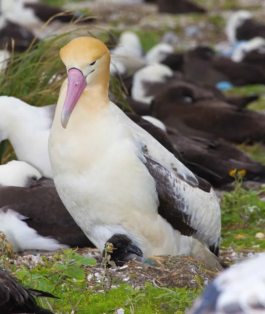 Albatrosses