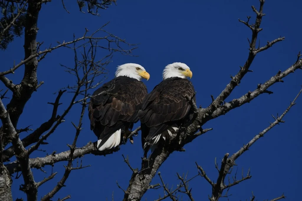 Bald Eagle