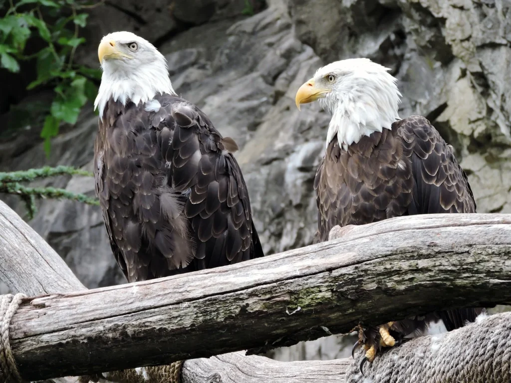 Bald Eagles