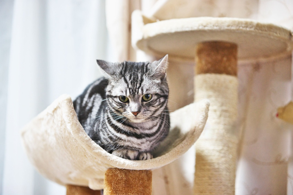 Best cat tree for large cats,
XXL Cat Tree for large cats,
Best cat tree for multiple cats,
Costco Cat Tree,
Unique cat trees for large cats,
Mau cat tree,
Sturdy cat tree,
DIY cat tree,