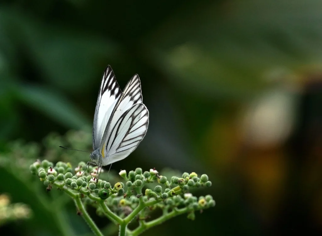 butterfly names for girl unique butterfly names mythical butterfly names unique butterfly names girl butterfly names for boy blue butterfly names butterfly names and meanings butterfly usernames for instagram