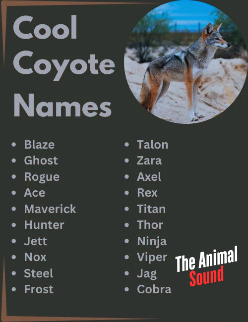 Good Names for a Coyote as a Pet (Male) Good Names for a Coyote as a Pet (Female) Names for a Coyote (Unisex) Nicknames for Coyotes Funny Coyote Names Cool Coyote Names Cute Coyote Names