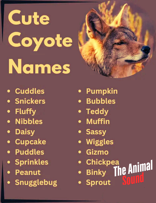 Good Names for a Coyote as a Pet (Male) Good Names for a Coyote as a Pet (Female) Names for a Coyote (Unisex) Nicknames for Coyotes Funny Coyote Names Cool Coyote Names Cute Coyote Names