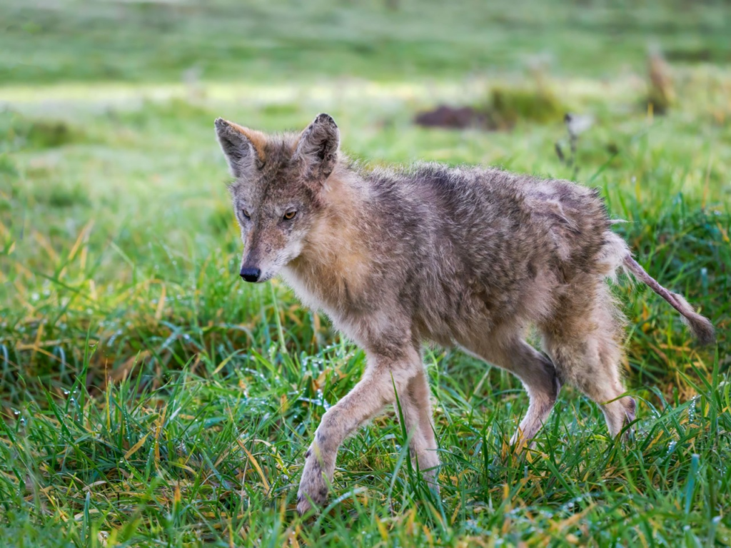 Good Names for a Coyote as a Pet (Male)
Good Names for a Coyote as a Pet (Female)
Names for a Coyote (Unisex)
Nicknames for Coyotes
Funny Coyote Names
Cool Coyote Names
Cute Coyote Names