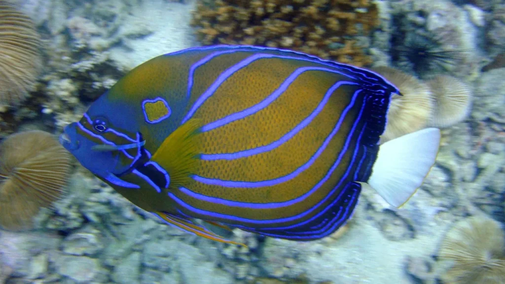 French Angelfish