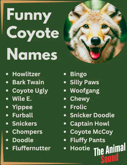 Good Names for a Coyote as a Pet (Male) Good Names for a Coyote as a Pet (Female) Names for a Coyote (Unisex) Nicknames for Coyotes Funny Coyote Names Cool Coyote Names Cute Coyote Names