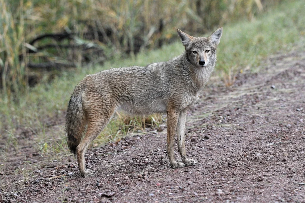 Good Names for a Coyote as a Pet (Male) Good Names for a Coyote as a Pet (Female) Names for a Coyote (Unisex) Nicknames for Coyotes Funny Coyote Names Cool Coyote Names Cute Coyote Names