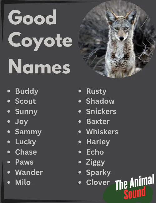 Good Names for a Coyote as a Pet (Male) Good Names for a Coyote as a Pet (Female) Names for a Coyote (Unisex) Nicknames for Coyotes Funny Coyote Names Cool Coyote Names Cute Coyote Names