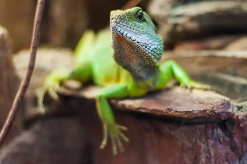 class pet,
best classroom pets,
best class pet,
cool class pets,
dog in classroom,
easy class pet,
easy classroom pets,
good class pets;
good classroom pets
petsmart pets in the classroom;