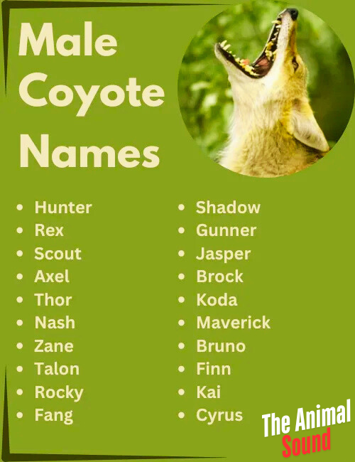 Good Names for a Coyote as a Pet (Male) Good Names for a Coyote as a Pet (Female) Names for a Coyote (Unisex) Nicknames for Coyotes Funny Coyote Names Cool Coyote Names Cute Coyote Names