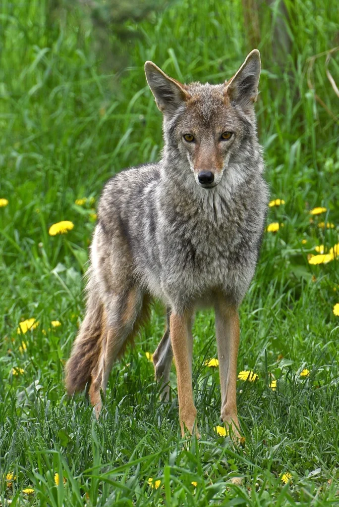 Good Names for a Coyote as a Pet (Male) Good Names for a Coyote as a Pet (Female) Names for a Coyote (Unisex) Nicknames for Coyotes Funny Coyote Names Cool Coyote Names Cute Coyote Names