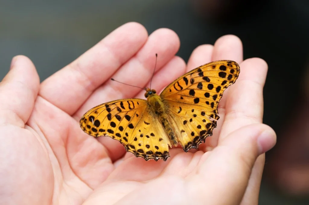 butterfly names for girl unique butterfly names mythical butterfly names unique butterfly names girl butterfly names for boy blue butterfly names butterfly names and meanings butterfly usernames for instagram