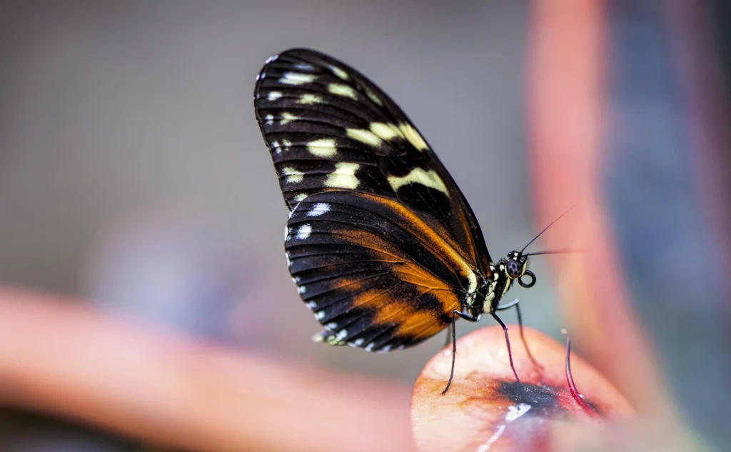 butterfly names for girl unique butterfly names mythical butterfly names unique butterfly names girl butterfly names for boy blue butterfly names butterfly names and meanings butterfly usernames for instagram