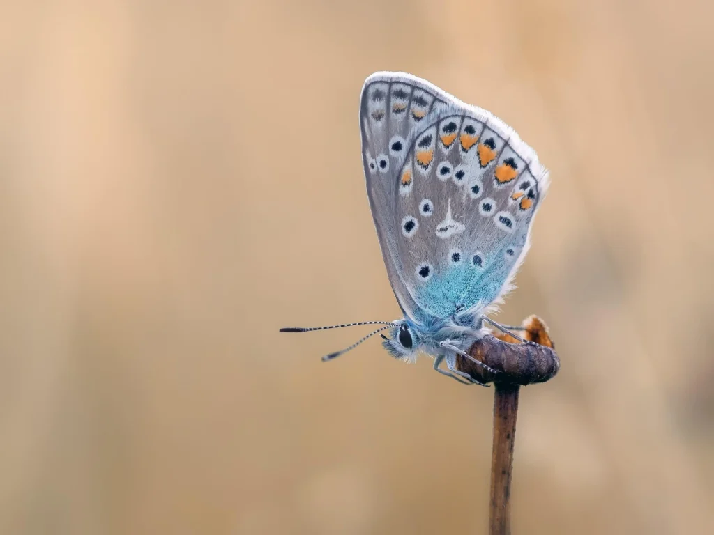 butterfly names for girl
unique butterfly names
mythical butterfly names
unique butterfly names girl
butterfly names for boy
blue butterfly names
butterfly names and meanings
butterfly usernames for instagram