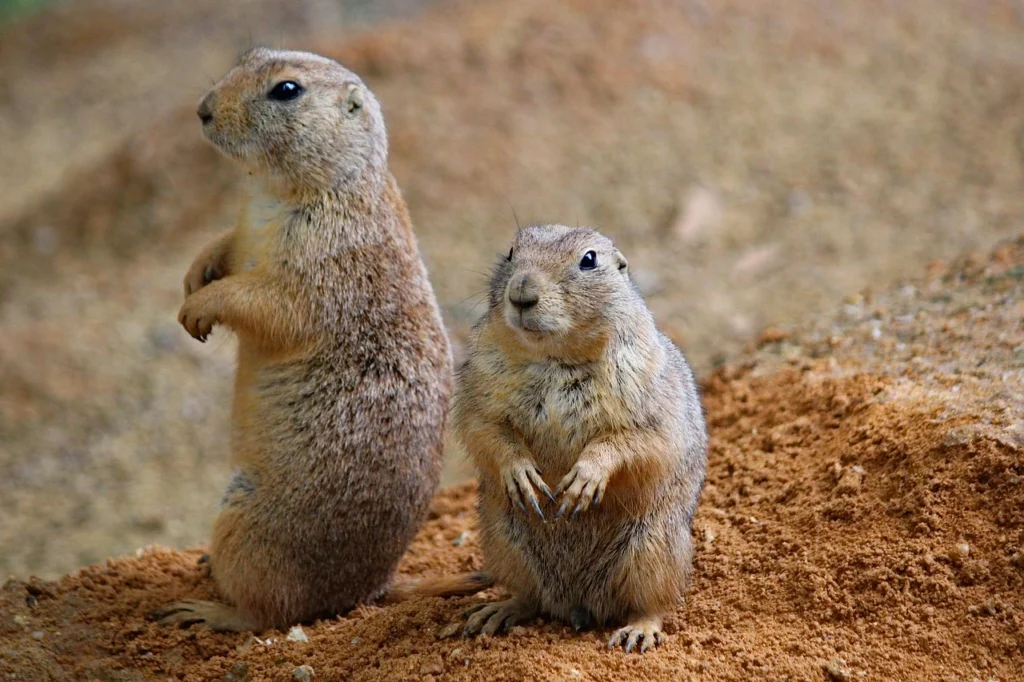 Prairie Vole