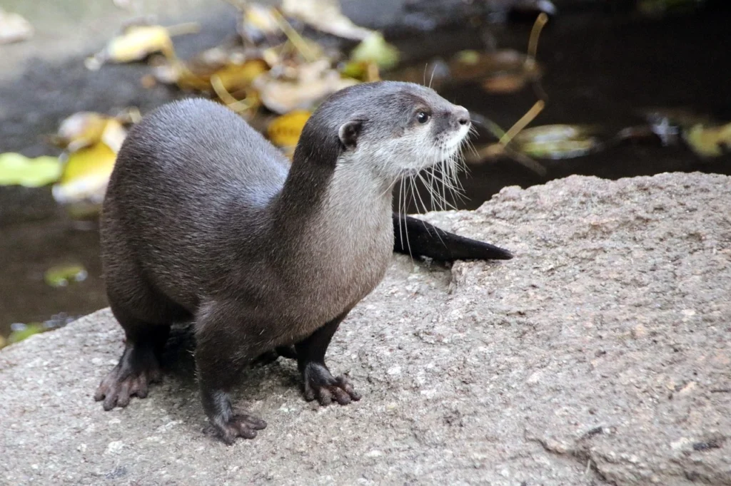 Sea Otter