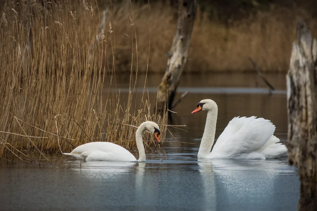 Swans