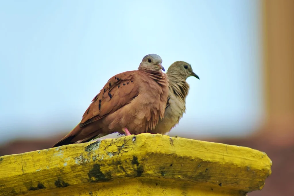 Turtledove