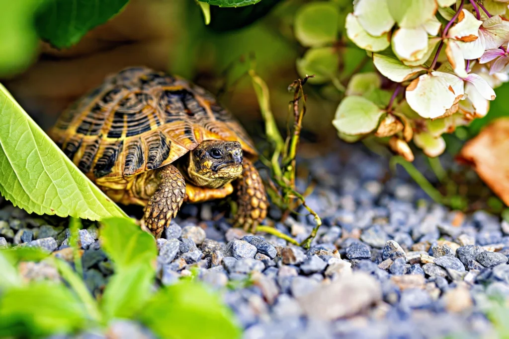 class pet, best classroom pets, best class pet, cool class pets, dog in classroom, easy class pet, easy classroom pets, good class pets; good classroom pets petsmart pets in the classroom;