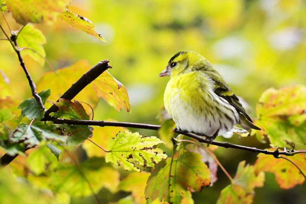 birds fascinating ways