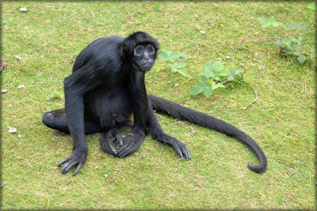 spider monkey pet price, spider monkey pet cost, pet spider monkey for sale, finger spider monkey, cost of spider monkey, spidermonkey as a pet, spider monkeys for sale near me, spider monkey for sale near me, buy a spider monkey, spider monkeys as pets,