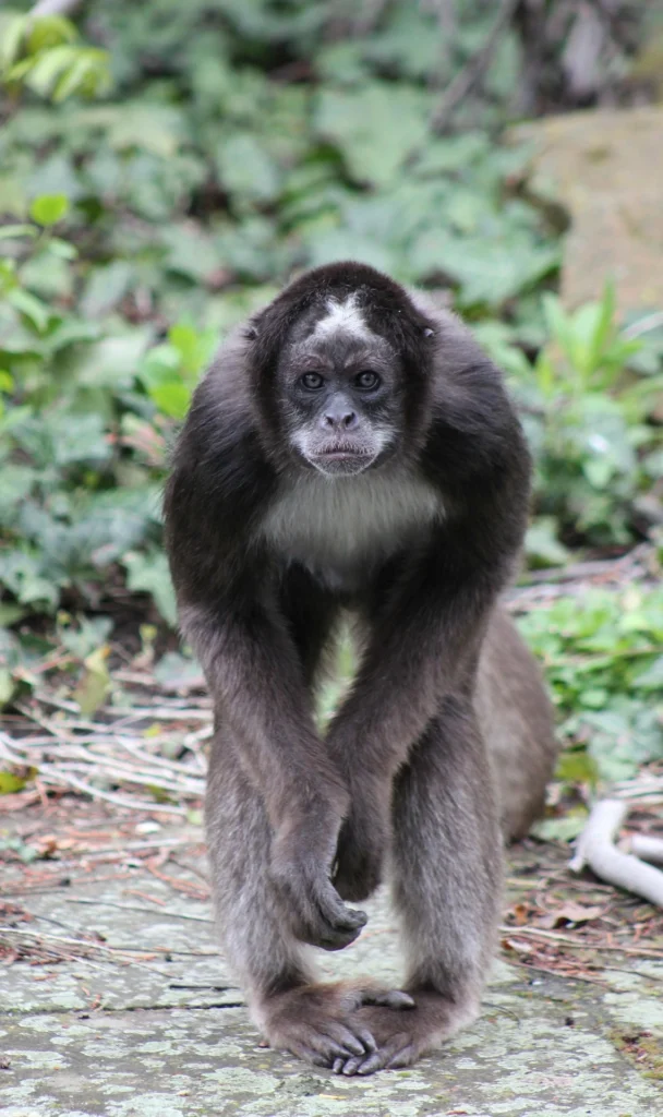 spider monkey pet price, spider monkey pet cost, pet spider monkey for sale, finger spider monkey, cost of spider monkey, spidermonkey as a pet, spider monkeys for sale near me, spider monkey for sale near me, buy a spider monkey, spider monkeys as pets,