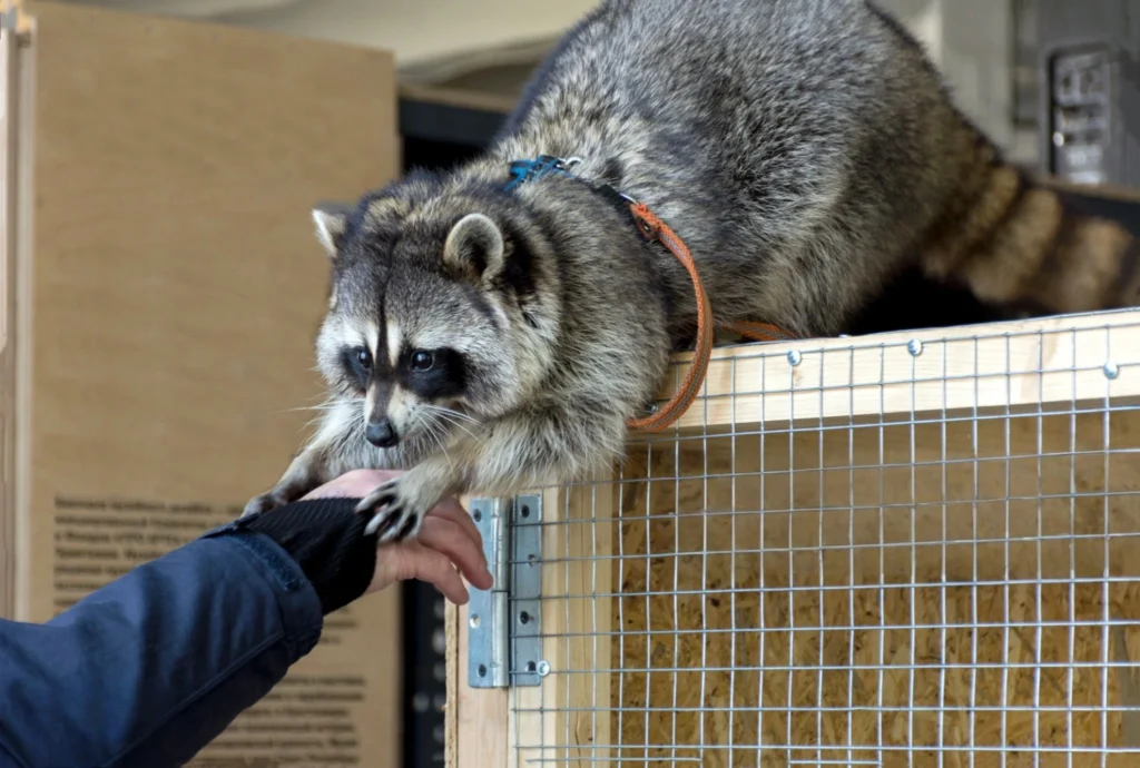 can you have a raccoon as a pet,
can you keep a raccoon as a pet,
can i have a raccoon as a pet,
raccoons pet price,
raccoons pet for sell,
raccoon pet care,