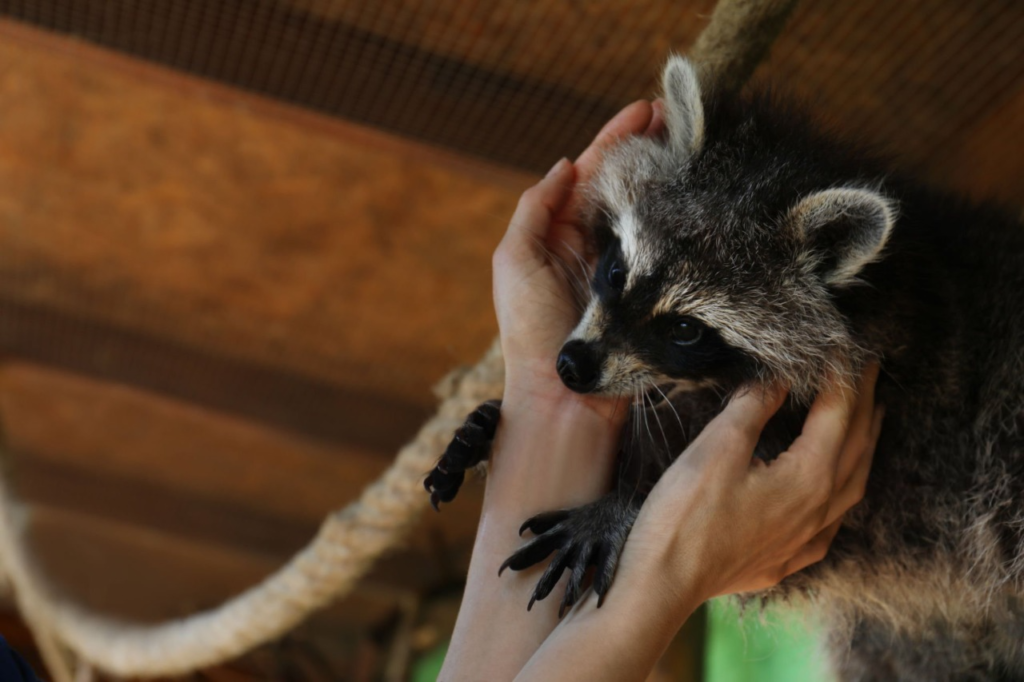 can you have a raccoon as a pet, can you keep a raccoon as a pet, can i have a raccoon as a pet, raccoons pet price, raccoons pet for sell, raccoon pet care,