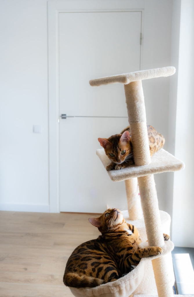 Best cat tree for large cats, XXL Cat Tree for large cats, Best cat tree for multiple cats, Costco Cat Tree, Unique cat trees for large cats, Mau cat tree, Sturdy cat tree, DIY cat tree,