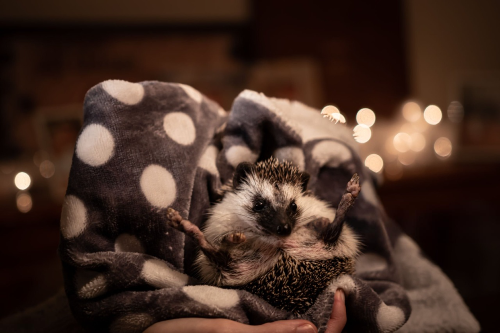 hedgehogs as pets,
hedgehog for sale,
pet a hedgehog,
adopting a hedgehog,
domestic hedgehog,
hedge hog price,
buy a hedgehog,
hedgehog adoption near me,