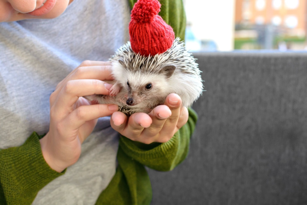 hedgehogs as pets, hedgehog for sale, pet a hedgehog, adopting a hedgehog, domestic hedgehog, hedge hog price, buy a hedgehog, hedgehog adoption near me,