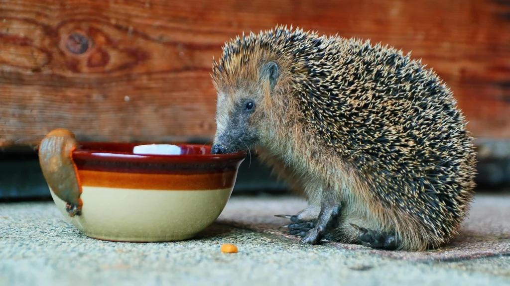 hedgehogs as pets, hedgehog for sale, pet a hedgehog, adopting a hedgehog, domestic hedgehog, hedge hog price, buy a hedgehog, hedgehog adoption near me,