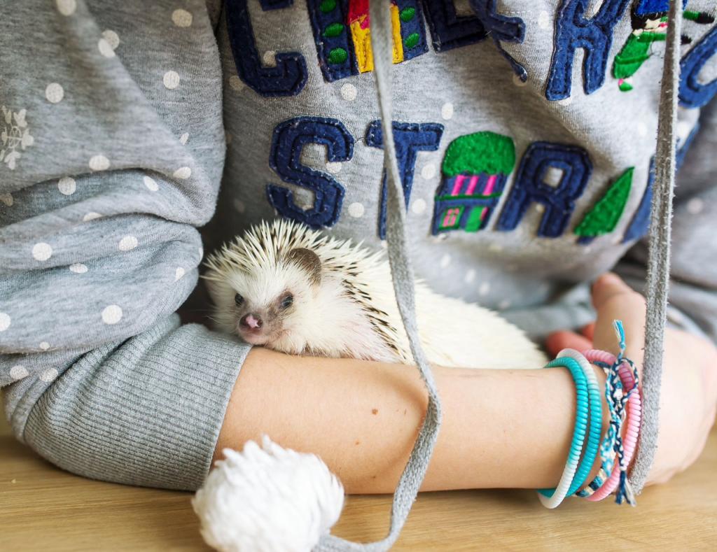 hedgehogs as pets,
hedgehog for sale,
pet a hedgehog,
adopting a hedgehog,
domestic hedgehog,
hedge hog price,
buy a hedgehog,
hedgehog adoption near me,