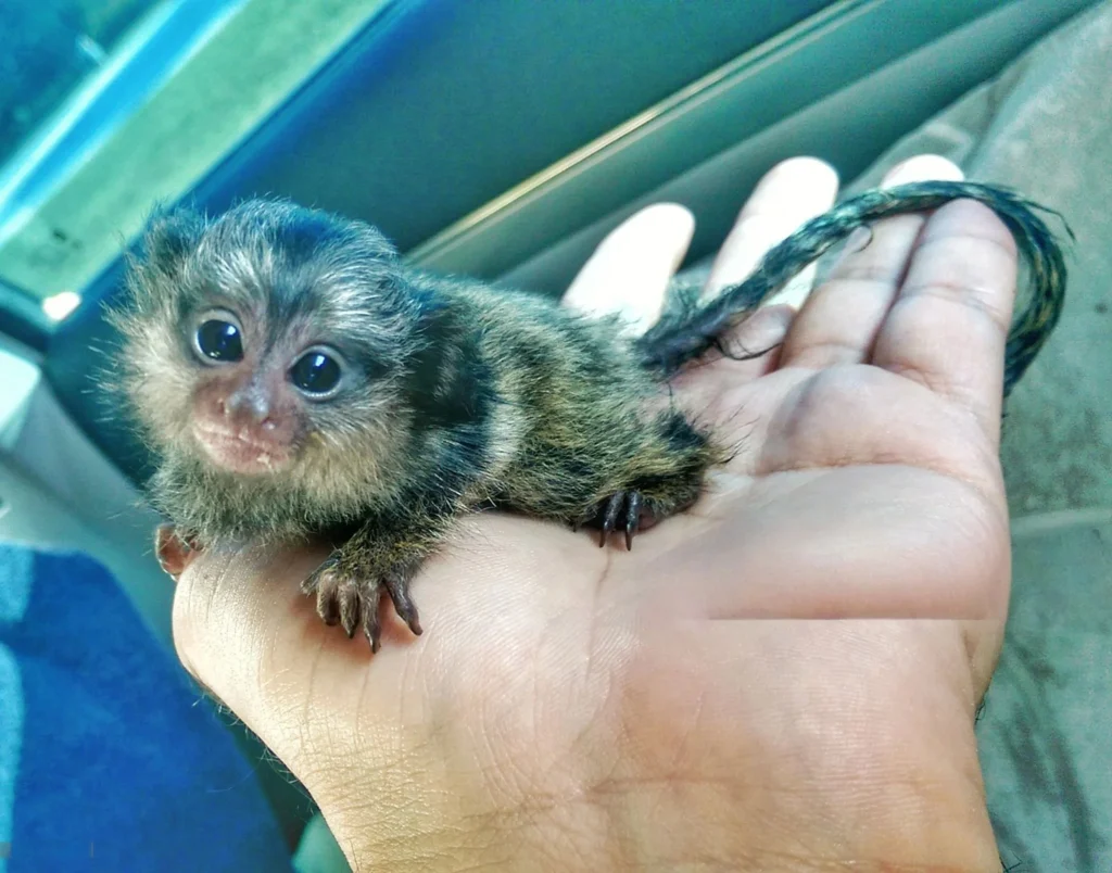 marmoset monkey as a pet, marmoset monkey pet for sale, pygmy marmoset for sale, marmoset monkey pet price, pygmy marmoset pet, are marmosets good pets, marmoset lifespan, marmoset monkey size,