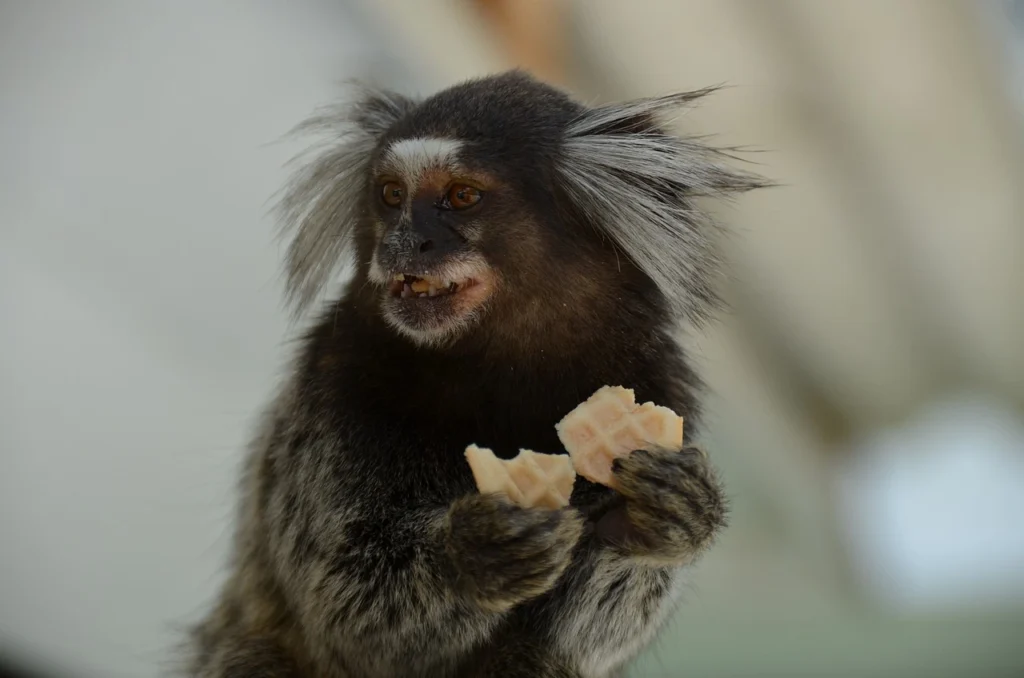 marmoset monkey as a pet,
marmoset monkey pet for sale,
pygmy marmoset for sale,
marmoset monkey pet price,
pygmy marmoset pet,
are marmosets good pets,
marmoset lifespan,
marmoset monkey size,