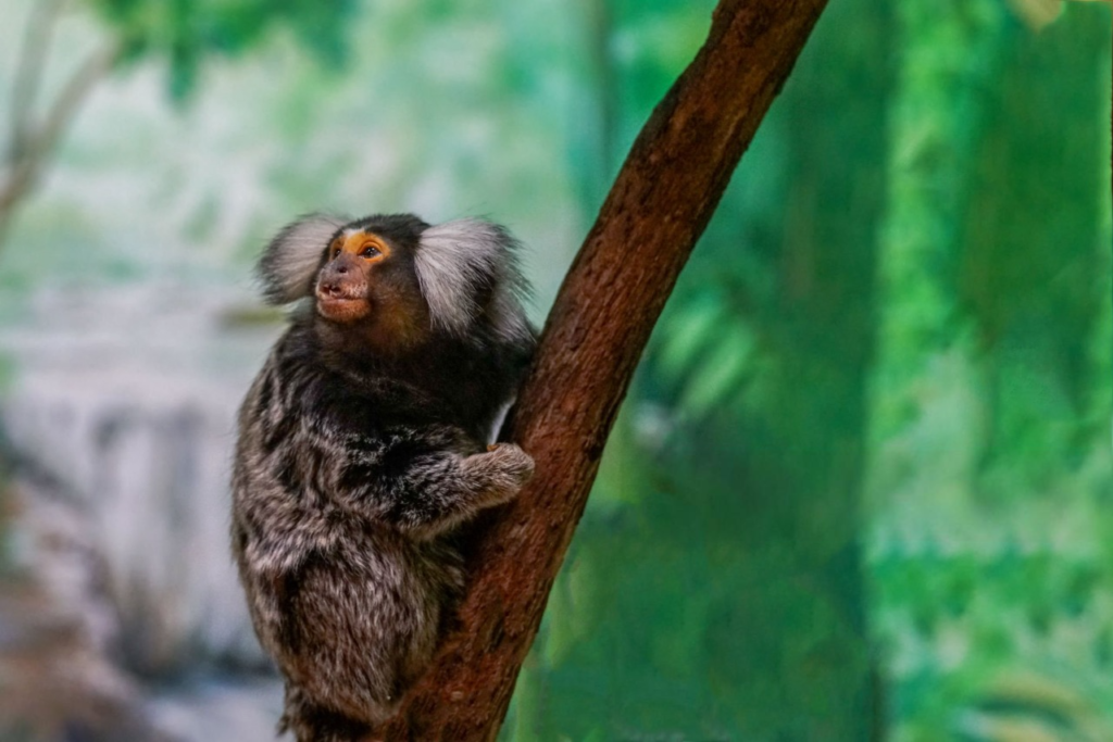 marmoset monkey as a pet, marmoset monkey pet for sale, pygmy marmoset for sale, marmoset monkey pet price, pygmy marmoset pet, are marmosets good pets, marmoset lifespan, marmoset monkey size,