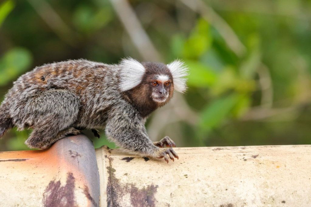 marmoset monkey as a pet,
marmoset monkey pet for sale,
pygmy marmoset for sale,
marmoset monkey pet price,
pygmy marmoset pet,
are marmosets good pets,
marmoset lifespan,
marmoset monkey size,