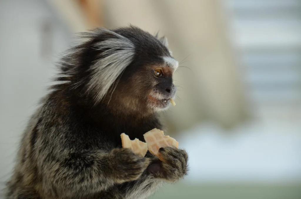 marmoset monkey as a pet, marmoset monkey pet for sale, pygmy marmoset for sale, marmoset monkey pet price, pygmy marmoset pet, are marmosets good pets, marmoset lifespan, marmoset monkey size,