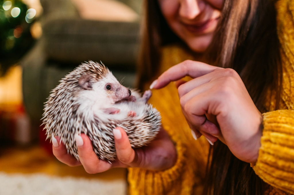 hedgehogs as pets,
hedgehog for sale,
pet a hedgehog,
adopting a hedgehog,
domestic hedgehog,
hedge hog price,
buy a hedgehog,
hedgehog adoption near me,