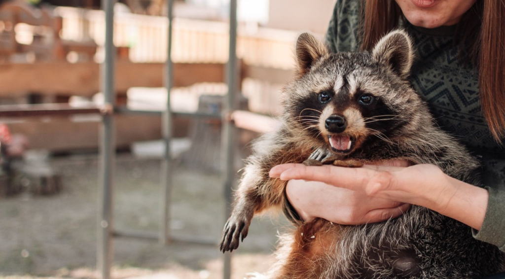 can you have a raccoon as a pet, can you keep a raccoon as a pet, can i have a raccoon as a pet, raccoons pet price, raccoons pet for sell, raccoon pet care,