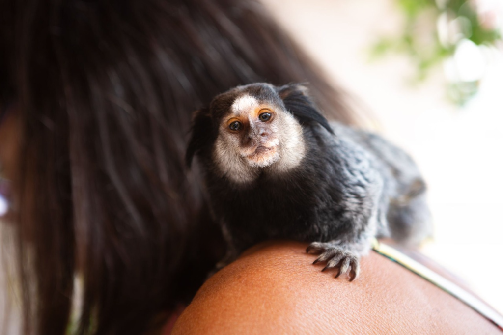 marmoset monkey as a pet, marmoset monkey pet for sale, pygmy marmoset for sale, marmoset monkey pet price, pygmy marmoset pet, are marmosets good pets, marmoset lifespan, marmoset monkey size,