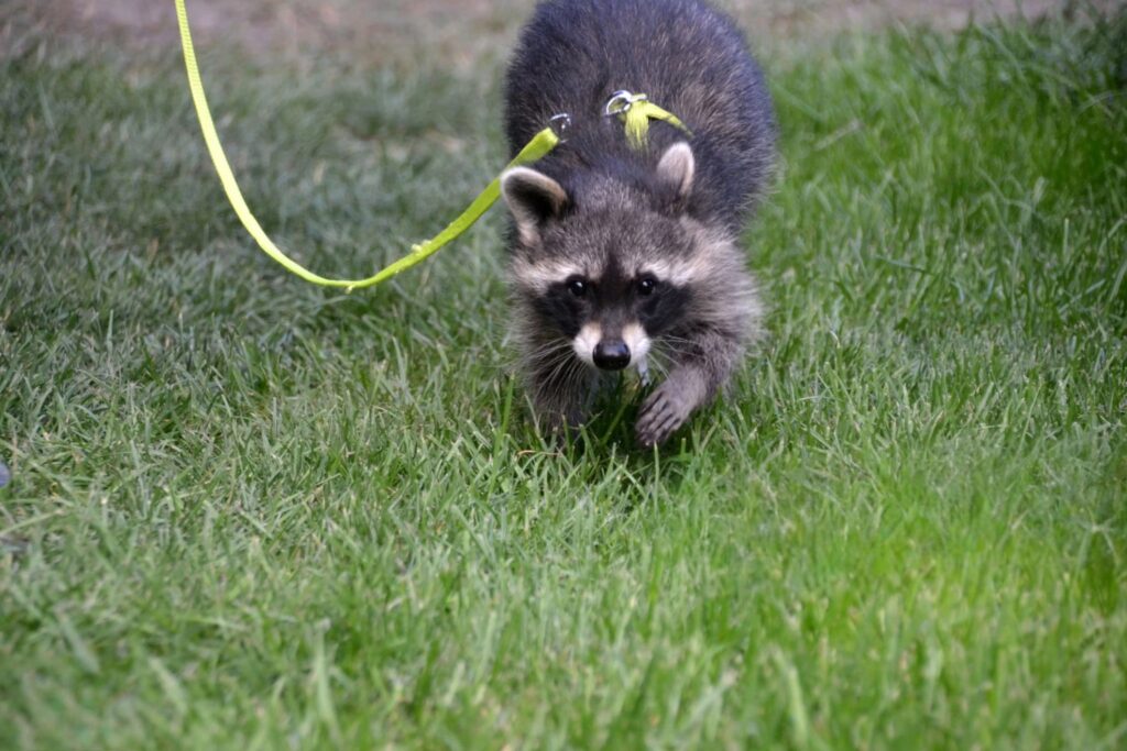 can you have a raccoon as a pet, can you keep a raccoon as a pet, can i have a raccoon as a pet, raccoons pet price, raccoons pet for sell, raccoon pet care,