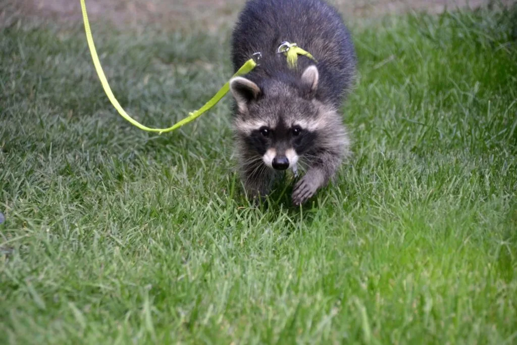 Can You Have a Raccoon as a Pet? yes You Can! 8 can you have a raccoon as a pet, can you keep a raccoon as a pet, can i have a raccoon as a pet, raccoons pet price, raccoons pet for sell, raccoon pet care,