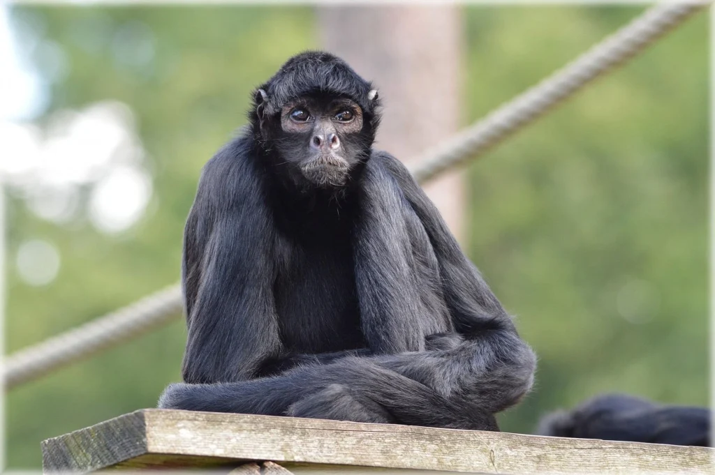 spider monkey pet price,
spider monkey pet cost,
pet spider monkey for sale,
finger spider monkey,
cost of spider monkey,
spidermonkey as a pet,
spider monkeys for sale near me,
spider monkey for sale near me,
buy a spider monkey,
spider monkeys as pets,