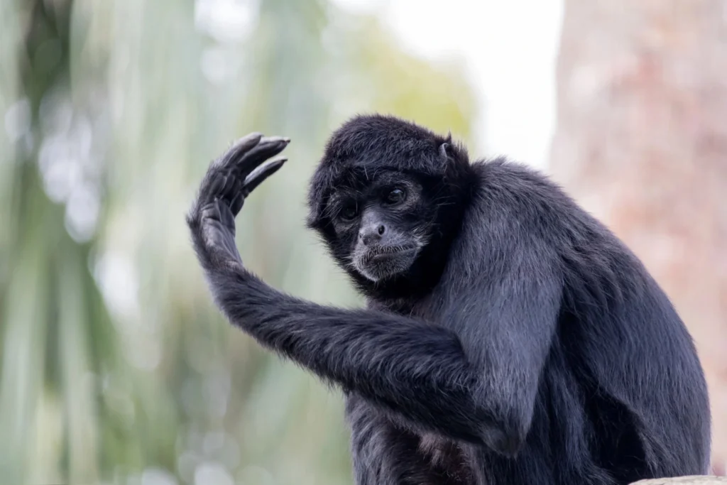 spider monkey pet price, spider monkey pet cost, pet spider monkey for sale, finger spider monkey, cost of spider monkey, spidermonkey as a pet, spider monkeys for sale near me, spider monkey for sale near me, buy a spider monkey, spider monkeys as pets,