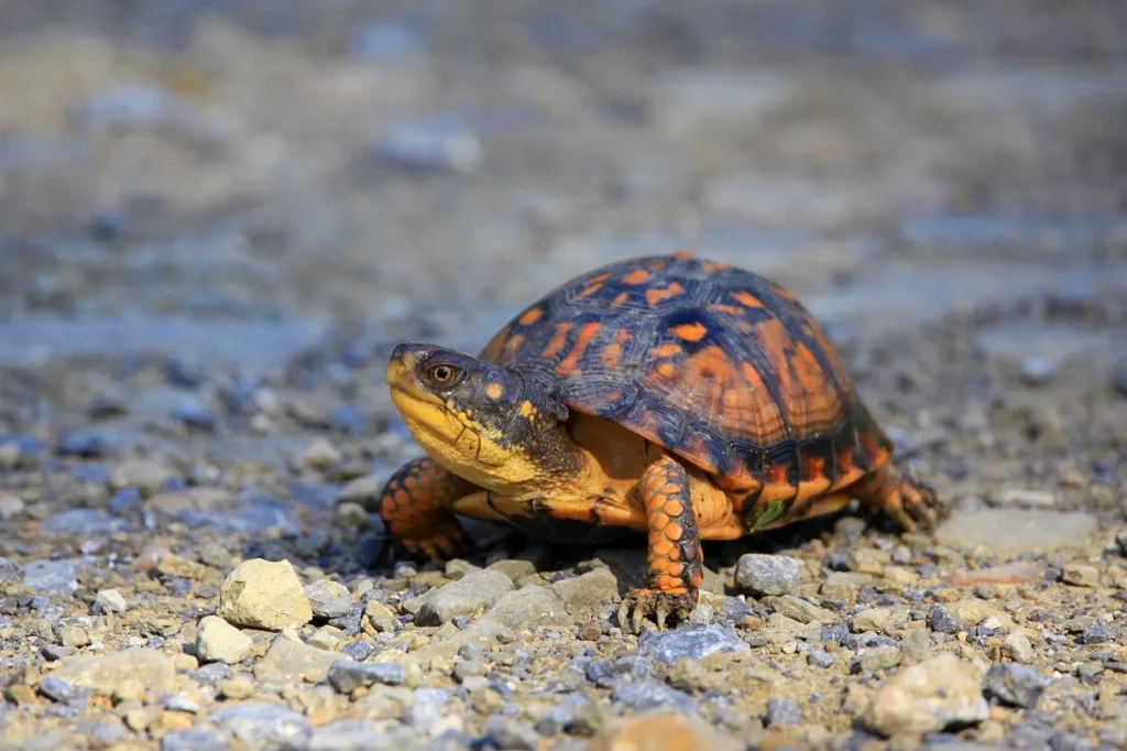 class pet,
best classroom pets,
best class pet,
cool class pets,
dog in classroom,
easy class pet,
easy classroom pets,
good class pets;
good classroom pets
petsmart pets in the classroom;