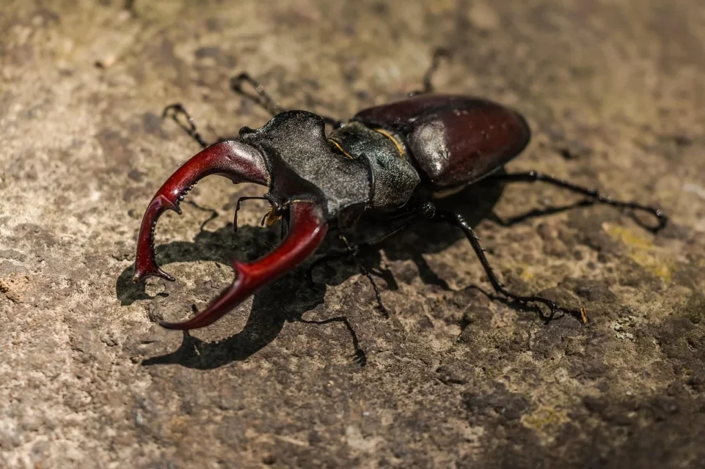 2. Pet Stag Beetle Kuwagata