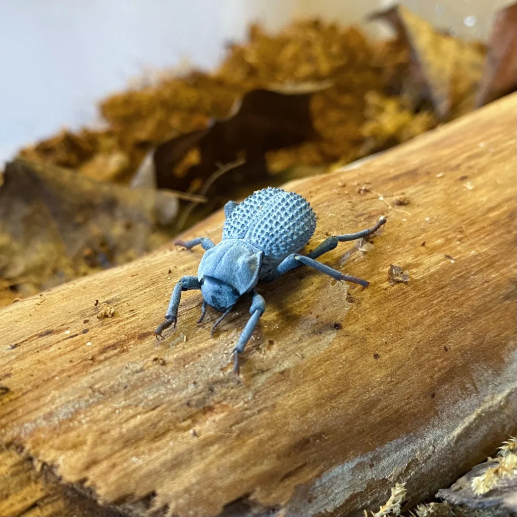 beetle as a pet,
beetle as pet,
pet bugs for sale,
beetles dog,
beetle pet for sale,
beetles for sale pet,
best pet beetle,
hercules beetle as pet,
pet rhino beetle,
pet rhinoceros beetle,
pet stag beetle,
stag beetle as a pet,
atlas beetle pet,
Pet Butterfly for sale,