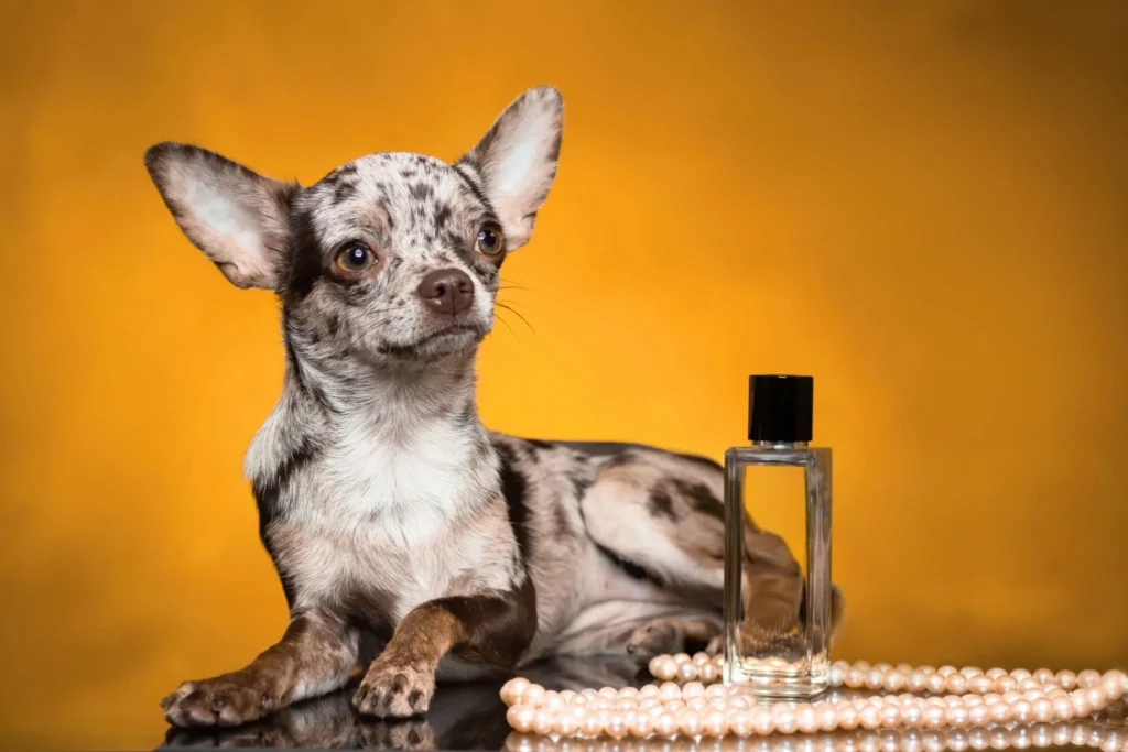 dog perfume spray, dog perfume fefe, dog perfume walmart, dog perfume baby powder, dog perfume designer, dog perfume near me, dog perfume woolworths, dog perfume price, dog perfume nearby,