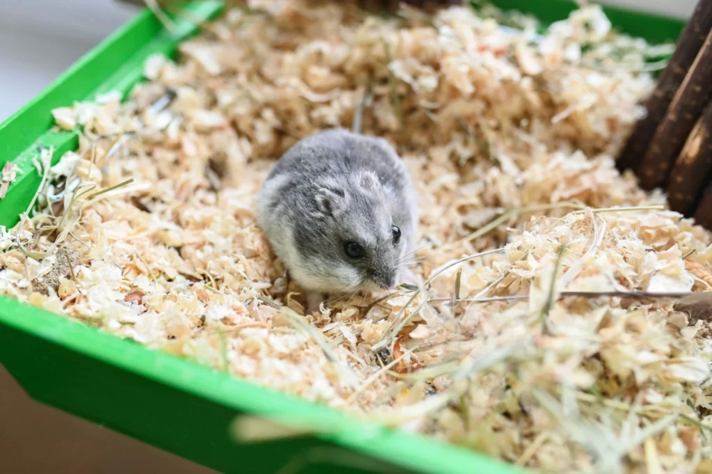 European Hamster as a Pet, European Hamster as Pet, european hamster for sale, wild european hamster, european wild hamster.